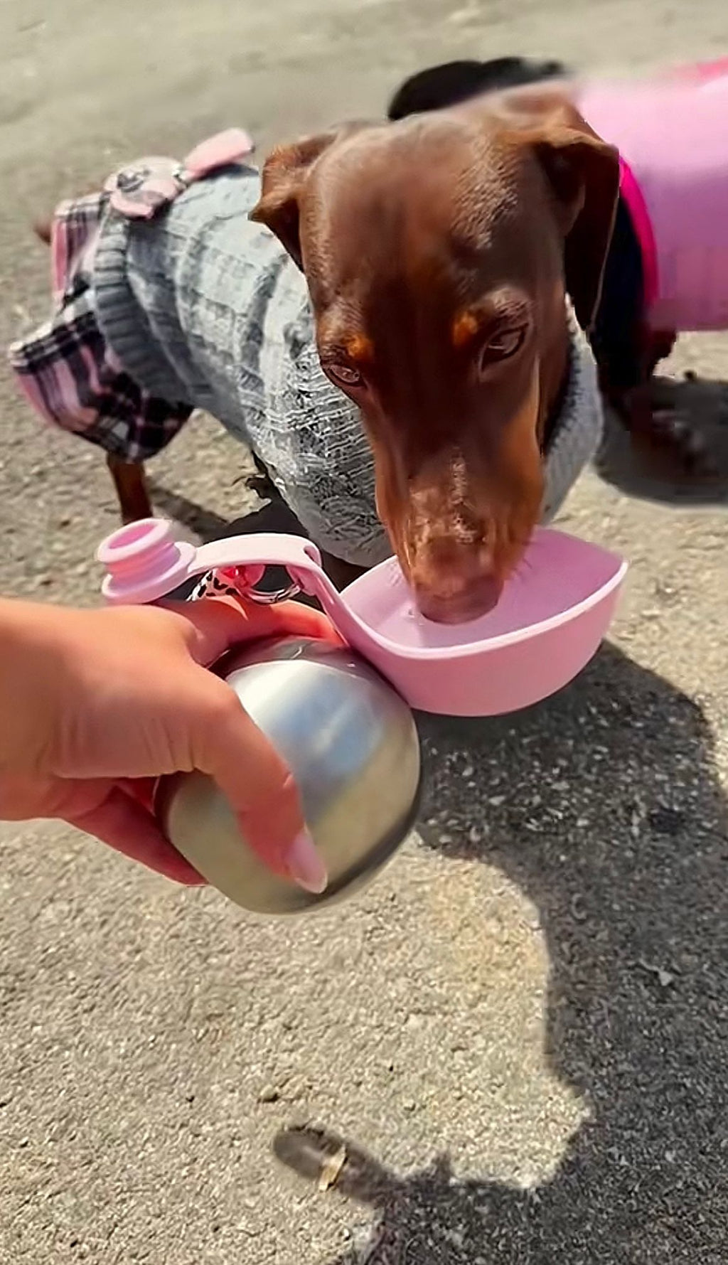 Gourde nomade Olva rose bol ouvert pour chien